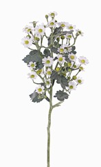 Tanacetum (Wucherblumen) 'AutumnBreeze', 9 Verzweigungen, 34 Blumen, (Ø 1,5 - 2cm), 20 Knospen, 16 Blätter, 60cm