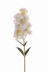 Hortensia paniculata, 4 bladeren, coated stem 81cm, bloem 20cm - SUPER DEAL
