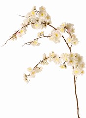 Prunus serrulata (Japanische Zierkirsche) "Full blossom", 94 Blüten,  (28 gr., 30 mittel, 36 klein)  12 Knospen, 127 cm