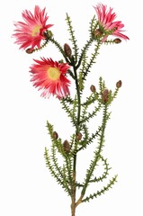 Cape verte avec 3 fleurs en polyester (Ø 6,5 cm) et 10 boutons en plastique, 60 cm