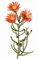 Cape verte avec 3 fleurs en polyester (Ø 6,5 cm) et 10 boutons en plastique, 60 cm