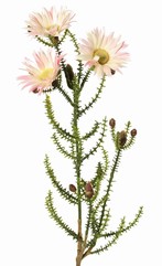 Kapgrün mit 3 Polyesterblüten (Ø 6,5 cm) und 10 Kunststoffknospen, 60 cm