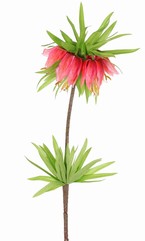 Frittillaria imperialis,  'Garden Art', 5 fleurs, 72 feuilles, 65 cm - offre spéciale