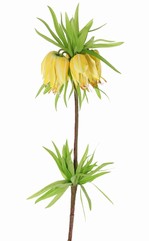 Frittillaria imperialis,  'Garden Art', 5 fleurs, 72 feuilles, 65 cm - offre spéciale
