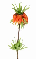 Frittillaria imperialis,  'Garden Art', 5 fleurs, 72 feuilles, 65 cm - offre spéciale