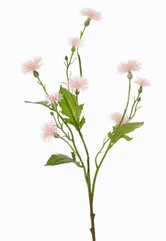 La Centaurée (Centaurea),  tête de moineau, fleur de galant, herbe d'amour, bleuet rose, 9 fleurs, 4 feuilles, 2 bourgeons, 55 cm - offre spéciale