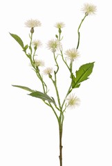 La Centaurée (Centaurea),  tête de moineau, fleur de galant, herbe d'amour, bleuet rose, 9 fleurs, 4 feuilles, 2 bourgeons, 55 cm - offre spéciale
