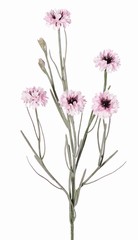 Korenbloem (Centaurea cyanus) met 5 bloemen (&Oslash; 4 cm) & 2 plastic knopjes, 29 plastic blaadjes, 66 cm