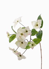 Dogwood Jap. (Cornus kousa) x9flrs & 8lvs, 68cm