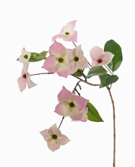Dogwood Jap. (Cornus kousa) x9flrs & 8lvs, 68cm