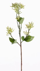 Kornoelje (Dogwood) seed spray x16 x6lvs, 50cm