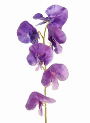 Lathyrus (Pois de senteur) avec 6 fleurs (Ø 5cm), 35 cm, toucher réel