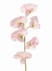 Lathyrus (Pois de senteur) avec 6 fleurs (Ø 5cm), 35 cm, toucher réel