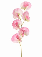 Lathyrus (Pois de senteur) avec 6 fleurs (Ø 5cm), 35 cm, toucher réel