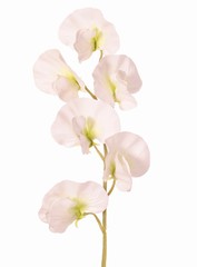 Lathyrus (Pois de senteur) avec 6 fleurs (Ø 5cm), 35 cm, toucher réel