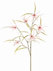 Lys 'Spider' (Lycoris) ramifié, avec 6 fleurs et 24 feuilles, 94 cm
