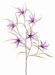 Lys 'Spider' (Lycoris) ramifié, avec 6 fleurs et 24 feuilles, 94 cm