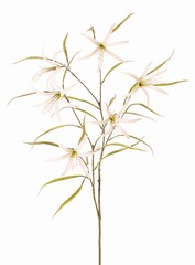 Lys 'Spider' (Lycoris) ramifié, avec 6 fleurs et 24 feuilles, 94 cm