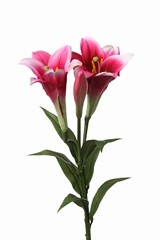 Lily "longiflorum" (easter lily) x2 flrs, x1 bud, 7 lvs, 76cm - offre spéciale