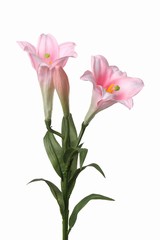 Lily "longiflorum" (easter lily) x2 flrs, x1 bud, 7 lvs, 76cm - offre spéciale