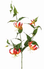 Lilie gloriosa (Kletterlilie) 'XL', 3-fach verzweigt mit 5 Blüten, 3 Knospen & 23 Blättern, 120 cm