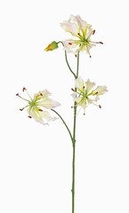 Lelie gloriosa "Liv", 3 flowers, 1 bud, 80 cm