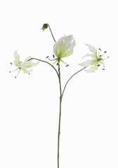 Lelie gloriosa "Liv", 3 flowers, 1 bud, 80 cm