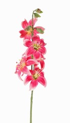 Lis (Lilium) avec 5 fleurs (Ø 8cm) & 4 bourgeon, 64cm - offre spéciale