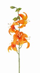 Lis (Lilium) avec 5 fleurs (Ø 8cm) & 4 bourgeon, 64cm - offre spéciale