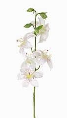 Lis (Lilium) avec 5 fleurs (Ø 8cm) & 4 bourgeon, 64cm - offre spéciale