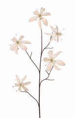 Lelie gloriosa 'Warm Fall' 5x vertakt met 5 bloemen (2 M/ 3 L) & 10 bladeren, 110 cm