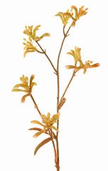 Anigozanthos 'de Luxe' - pattes de kangourou, 10 fleurs, 76 cm
