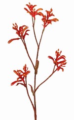 Anigozanthos 'de Luxe' - pattes de kangourou, 10 fleurs, 76 cm