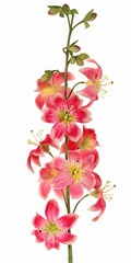 Lelie (Lilium) XL met 9 bloemen (Ø 9 cm) & 6 plastic knoppen, 98 cm