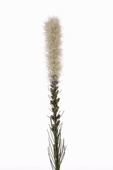 Liatris spicata "Jade Collection" 80cm - oferta especial