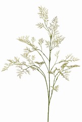 Limonium (Strandflieder, Meerlavendel) 3x verzweigt, 57 Blütenstände, 100 cm - AKTION