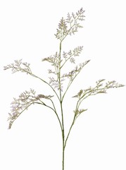 Limonium (Strandflieder, Meerlavendel) 3x verzweigt, 57 Blütenstände, 100 cm - AKTION