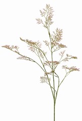 Limonium (sea-lavender, statice, marsh-rosemary) 3x branched, 57 inflorescences, 100 cm