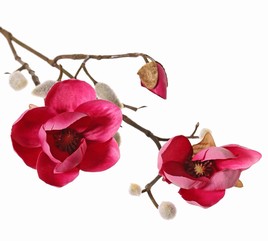 Magnolien-Zweig mit 3 Verzweigungen, 2 Blumen,  (Ø 8 & 5 cm),  8 Knospen, 53 cm