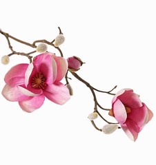 Magnolien-Zweig mit 3 Verzweigungen, 2 Blumen,  (Ø 8 & 5 cm),  8 Knospen, 53 cm