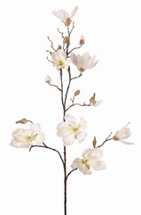 Magnolia (Beverboom) 5x vertakt, 7 bloemen, 3 grote & 9 kleine bloemknoppen, 107 cm