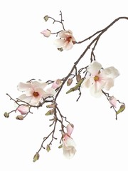 Magnolien-Zweig, 4 Blumen, 22 Knospen, 107cm