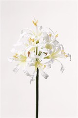 Nerine bowdenii, x 6flrs 71cm - oferta especial