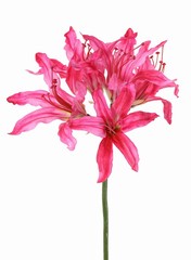 Nerine bowdenii 'de luxe', 5 flores, Ø 20 cm, 70 cm - oferta especial