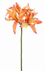 Nerine bowdenii  'de luxe', 5 Blüten, Ø 20 cm, 70 cm - AKTION