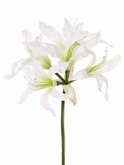 Nerine bowdenii 'de luxe', 5 flores, Ø 20 cm, 70 cm - oferta especial