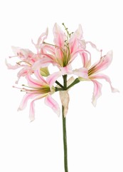Nerine bowdenii 'de luxe', 5 flores, Ø 20 cm, 70 cm - oferta especial