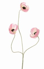 Mohnblume mini, 3 Ausläufer mit 3 Blüten (Ø 5 cm), 50 cm - AKTION