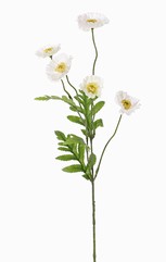 Mohnblume, 5 Blüten, (Ø 5cm), 4 Blätter, 63cm