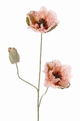 Mohnblume 'Ann', mit 3 Ausläufern, 2 Blüten (Ø 12 cm) & 1 Knospe (7 x  3,5 cm), 76 cm - AKTION
